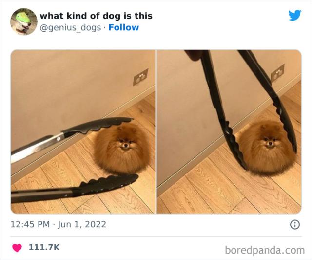 needs pomodoro sauce