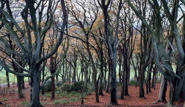 A cluster of twisted of dark tree trunks and branches with a background of horizontal bands of orange, green and white.