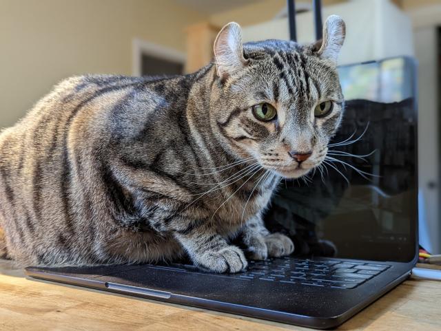 Tuco, a mackerel tabby cat with curly ears, perches with his front feet fully on my laptop keyboard, his face showing resolve not to ever move from that spot 