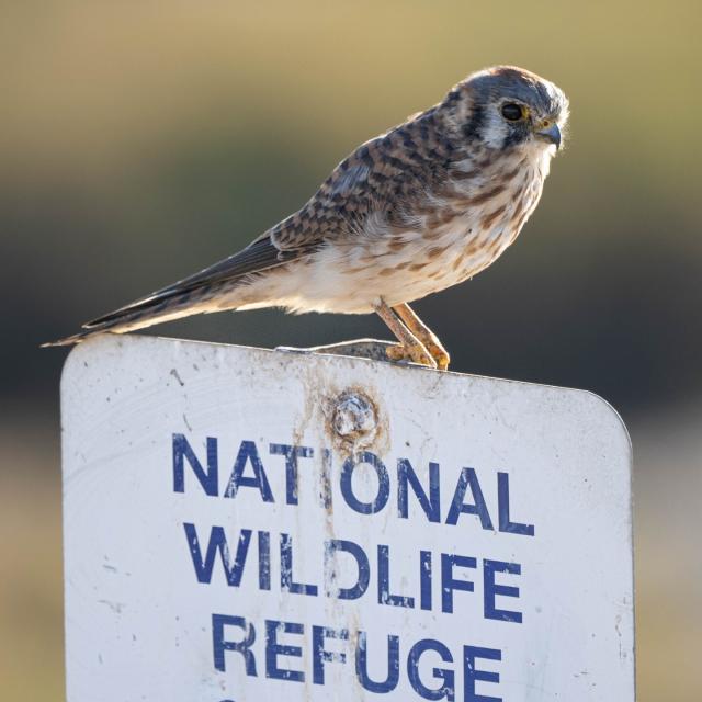 American kestrel on sign "National Wildlife Refuge"