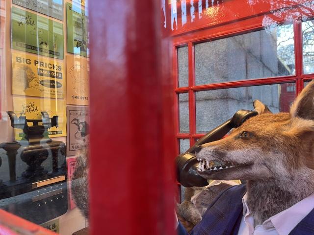 Art installation of a stuffed fox using a phonebooth in London 