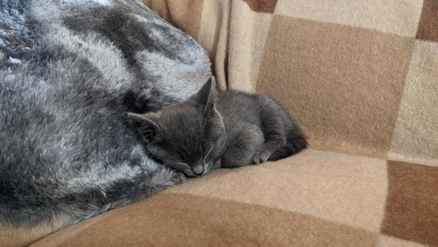 A photo of a small gray kitten sleeping on a couch covered in blankets