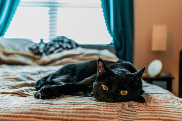 a black cat is lying like a lump on a soft bed 