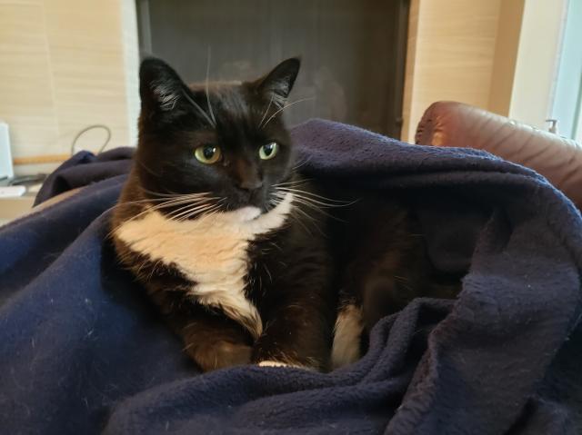 A tuxedo cat snuggles in a blanket and shows off her whiskers.