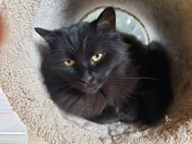 A fluffy black cat relaxes in his carpet tube. 