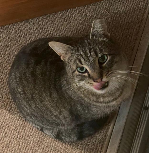 Taylor, a very friendly tabby cat, enjoyed her dinner!