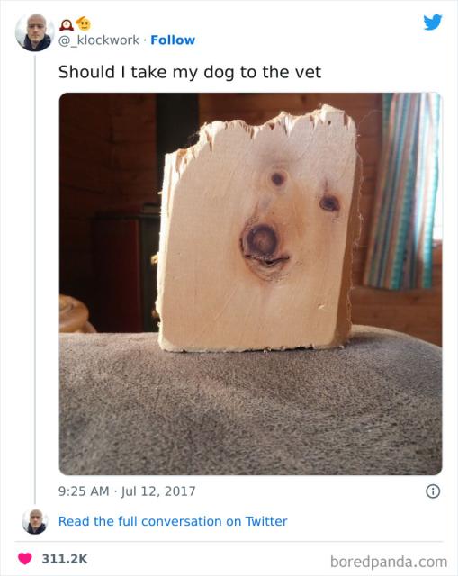 dog board