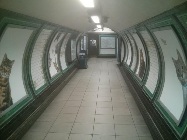 Photo of tunnel in Clapham Common tube station. The usual adverts have been replaced with pictures of cats.