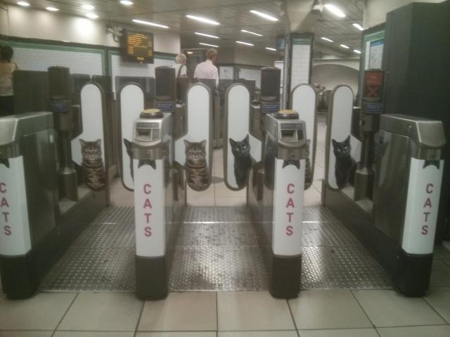 Photo of the ticket barriers at Clapham Common tube station. The usual adverts have been replaced with pictures of cats.