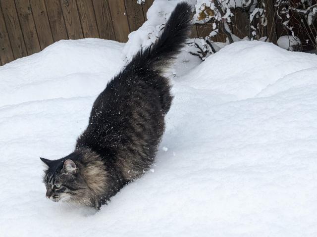 A tabby cat playing in fresh snow.