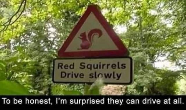 squirrels