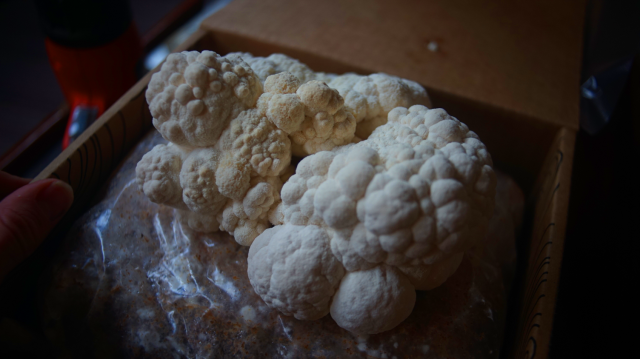 Large cauliflower looking mushroom.