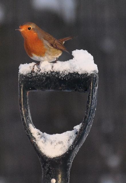 A robin perched on a spade in the snow.