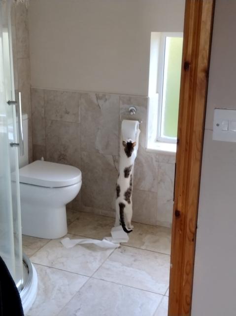 Kitten reaching up to pull toilet paper off the roll