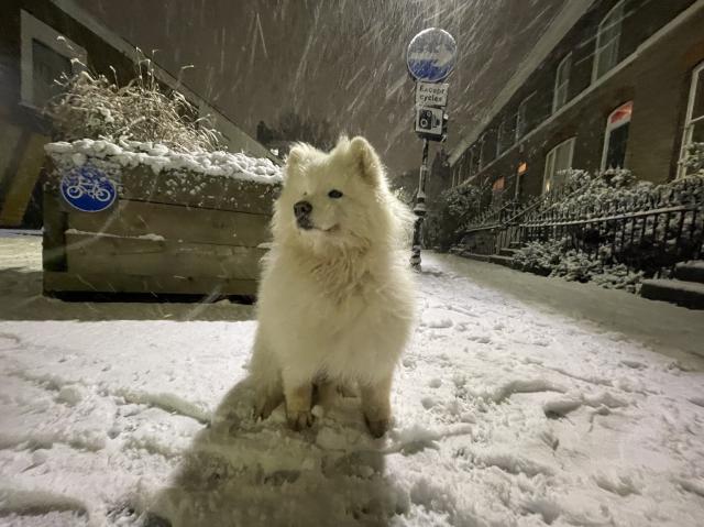 Colour photo taken at night of Milo the white fluffy samoyed dog sitting in the middle of a snow-covered London street, with a large planter behind him and traffic signs, a row of terraced houses with warm light peaking from their windows. It's still snowing hard, and Milo is looking away, closed-mouthed from the camera, his ears pricked, and a distinctly wolfish air.
