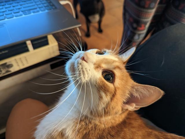 An orange and white cat looks up, his whiskers flaring impressively 