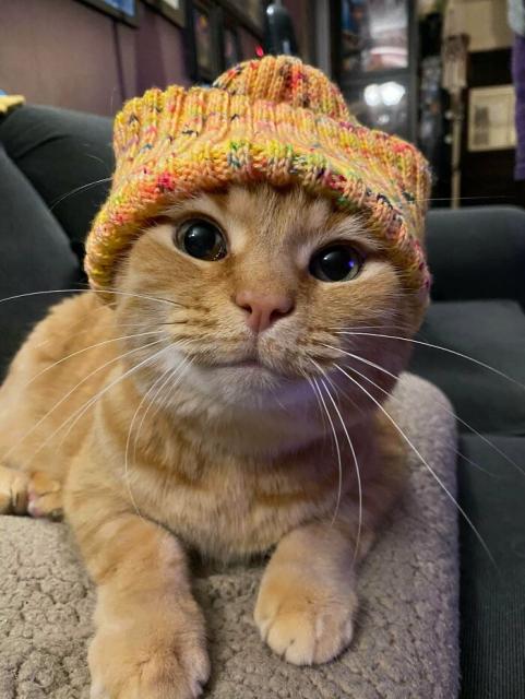 cat in hat