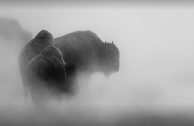 A group of bison brave the 150F water while crossing the runoff of Excelsior Geyser. The cold air causes heavy steam to rise and surround the bison.