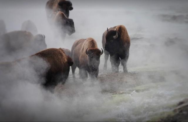 A group of bison brave the 150F water while crossing the runoff of Excelsior Geyser. The cold air causes heavy steam to rise and surround the bison.
