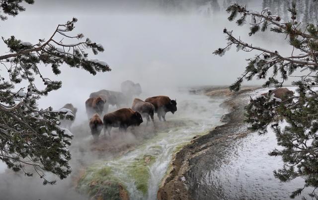 A group of bison brave the 150F water while crossing the runoff of Excelsior Geyser. The cold air causes heavy steam to rise and surround the bison.