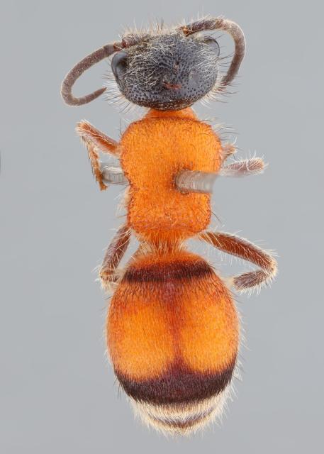 Dorsal view of a pinned velvet-ant. These are wasps in the family Mutillidae. The body is predominately ferruginous (or orangish) but the head is black. Simple eyes, or ocelli, are visible on the head.