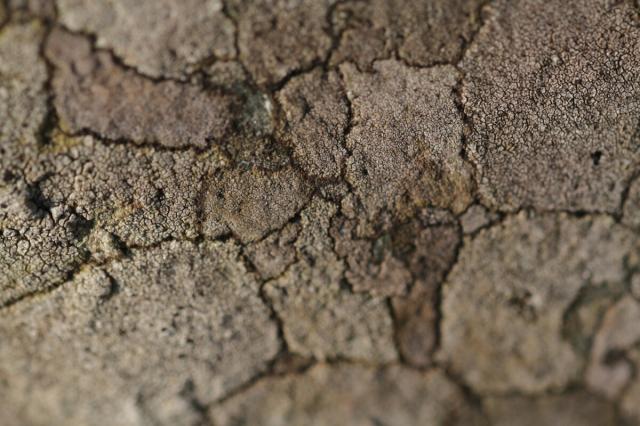 A close-up photograph of lichen that looks a little like a map, with hard, dark edges around unpredictable shapes.