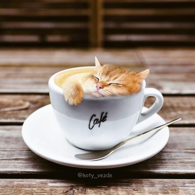 cat coffee