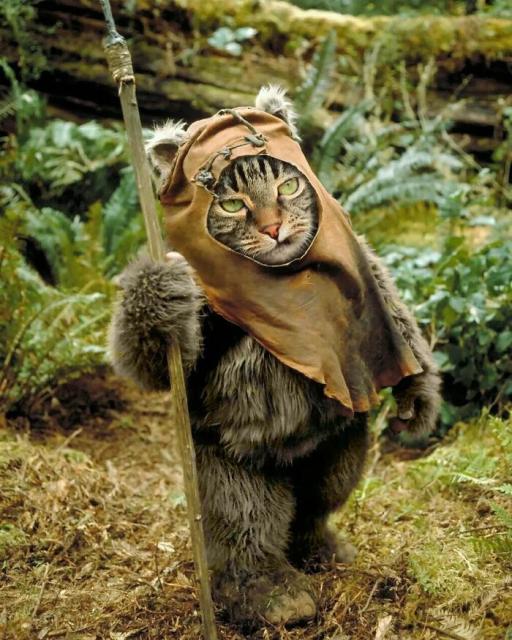 cat ewok