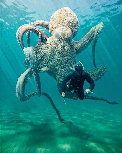 big octopus