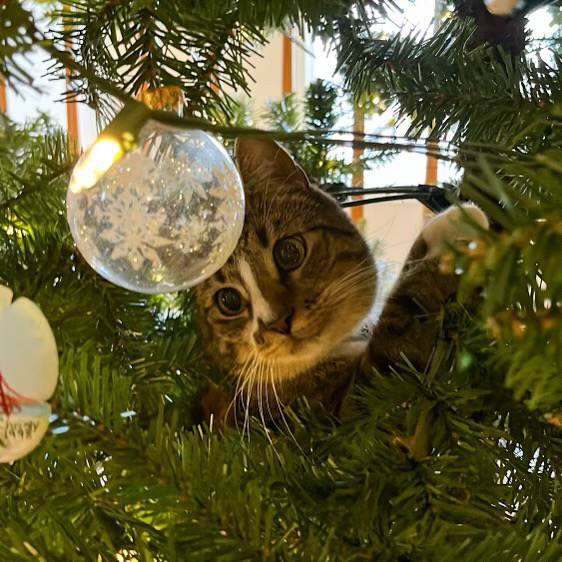 Bruno, our cat, eyes a glass ornament from inside our Christmas tree. 