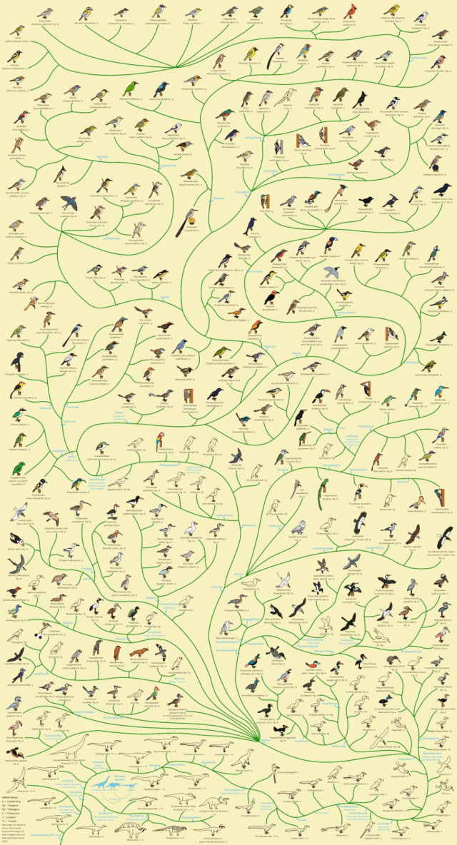 Pylogeny of birds, handmade by by @albertonykus