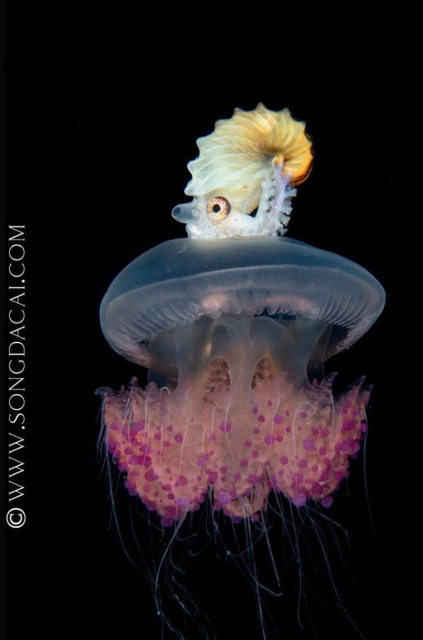 Small argonaut octopus riding on a pink jellyfish