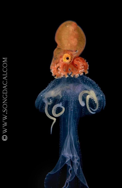 small red octopus riding on a Sanderia jellyfish