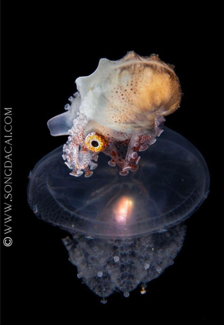 small argonaut octopus riding on a jellyfish 