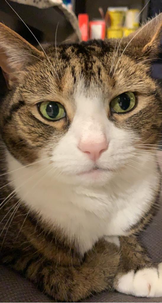 closeup of chonky tabby cat looking wistful 