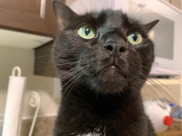sleek black cat on kitchen counter looking regal 