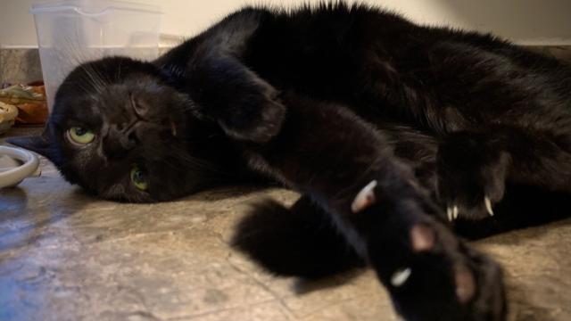 sleek black cat on counter with head upside down and paw outstretched