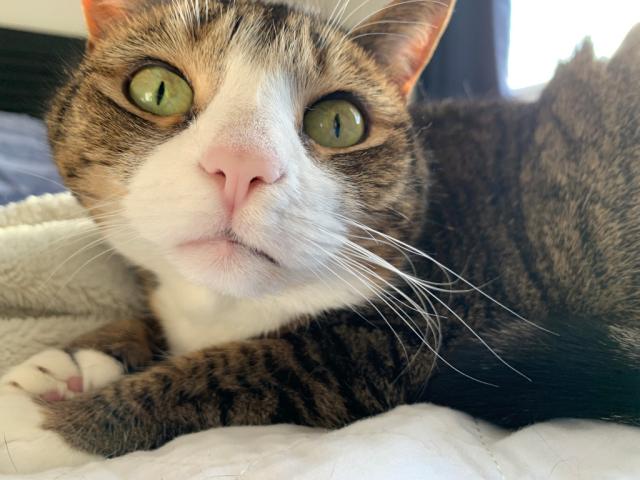 tabby cat on fleece blanket looks up sleepily 
