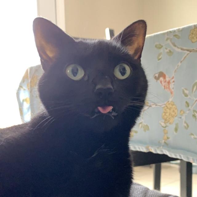 black cat looks up from cleaning, tongue out a tiny little bit in a blep 