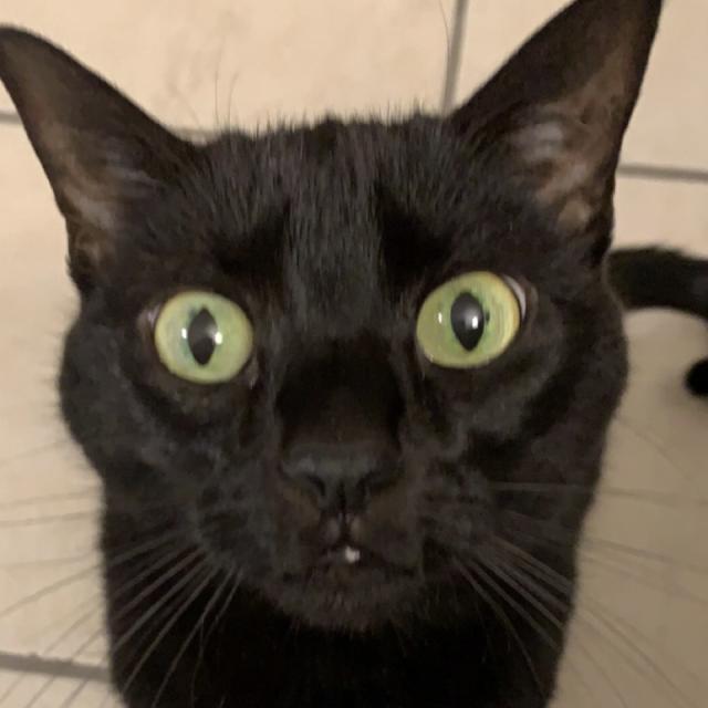black cat looks up at you wide eyed 