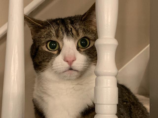 tabby cat peers out through bannister 