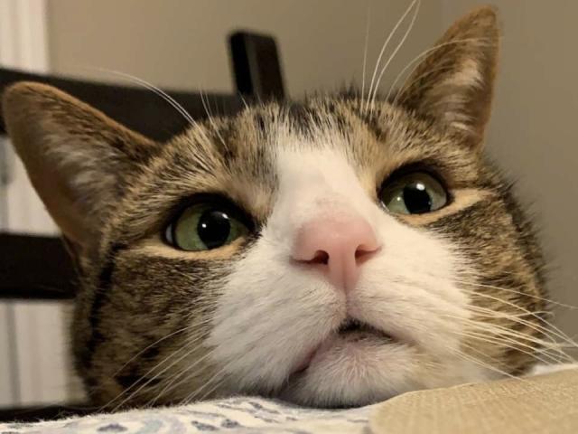tabby cat rests her chin on edge of table 