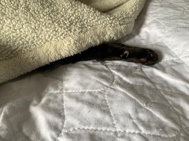 a black cat’s paw extends sleepily from under a fleece throw 