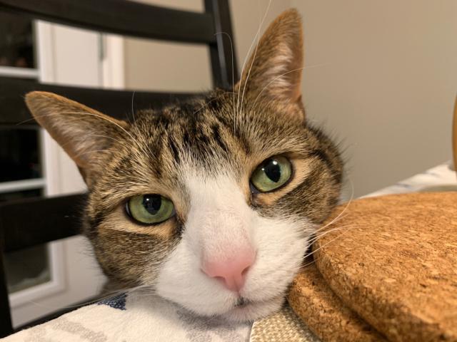 tabby cat resting chin on table, eyes open