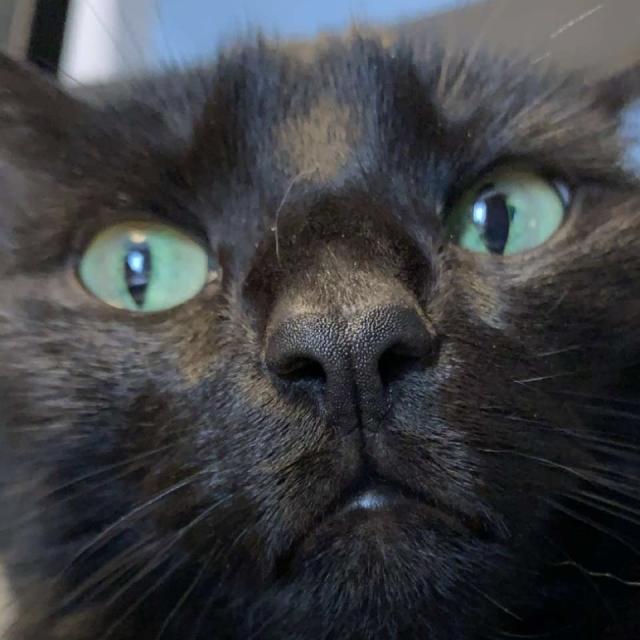 close up of black cat face with extremely boop-able black nose 