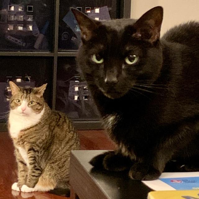 two cats, black cat on a table in foreground and tabby sitting on floor in background