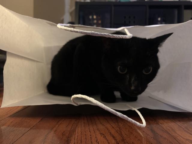sleek black cat in large crinkly paper bag
