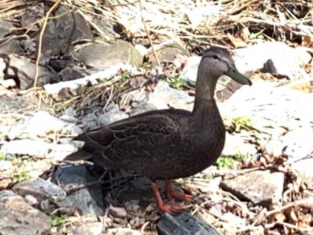 duck stands atop rocks by a stream