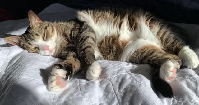 tabby cat sprawls on bed in sunbeam
