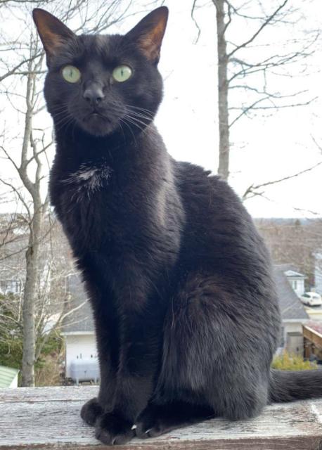 Alert black cat sits on wood deck railing, backdropped by a cool early spring landscape of houses and still-bare trees